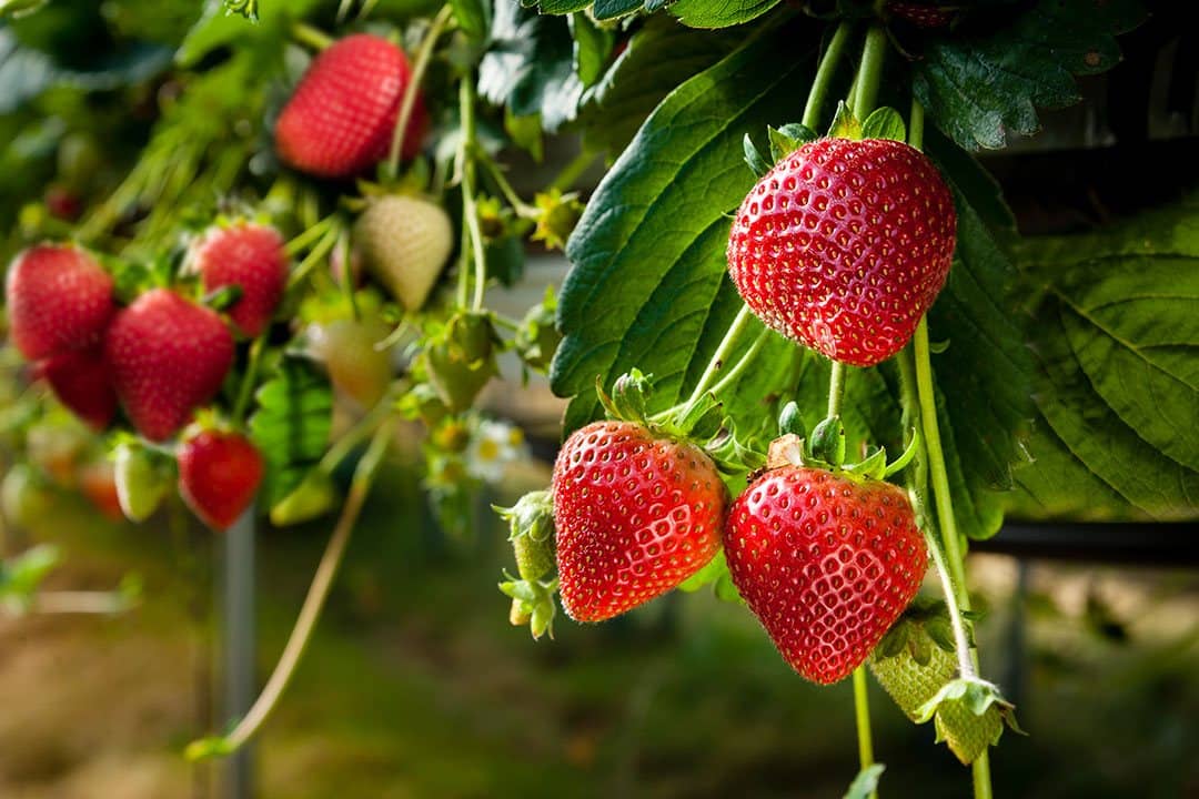 Agrofresas S.A. - Agrofresas S.A