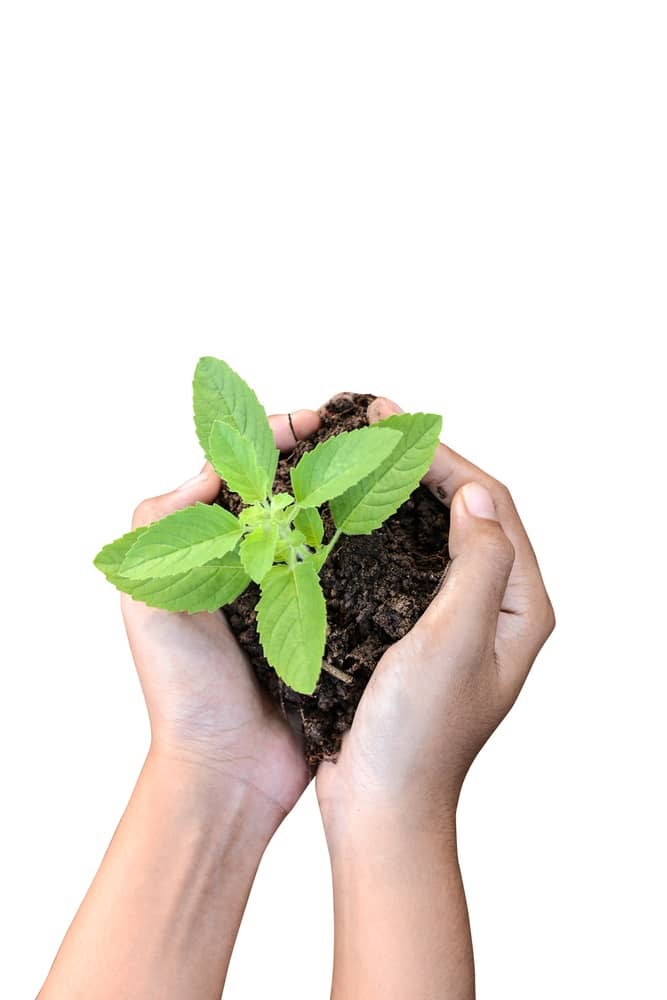 Agrofresas S.A. - Agrofresas S.A
